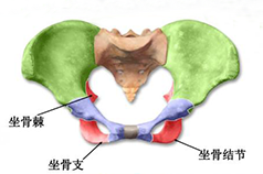 盆底康復(fù)知識科普，你的健康你做主
