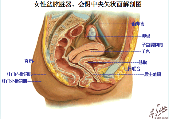 產后盆底康復|女性盆底主要脹器有哪些？
