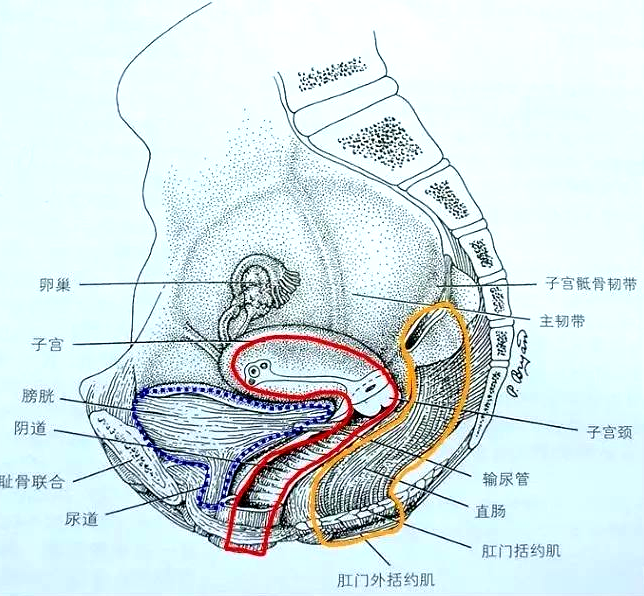 產(chǎn)后恢復(fù)項(xiàng)目中盆腔的“三腔系統(tǒng)”是怎么分界的？