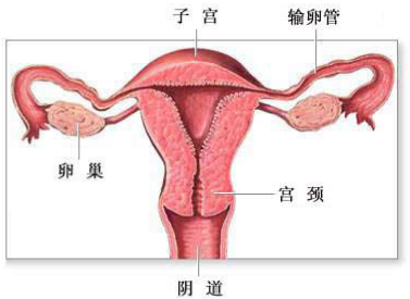 哪些原因會導(dǎo)致陰道松弛？