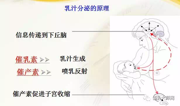 母乳成分分析之前，先搞清楚乳汁分泌的的原理