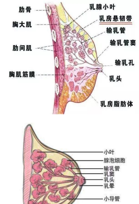 母乳喂養(yǎng)是否正常，需要稍微了解一下乳房的功能