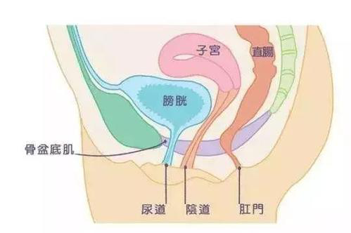 盆底肌修復(fù)儀器|產(chǎn)后盆底肌修復(fù)的知識(shí)，你了解多少？