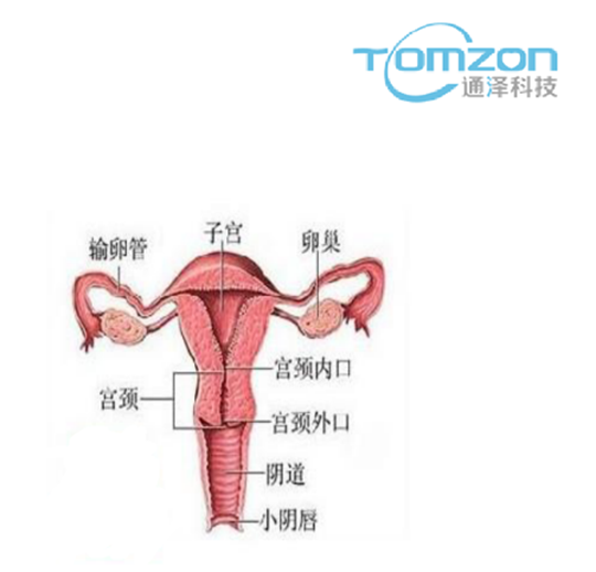 關(guān)注產(chǎn)后女性健康，子宮修復(fù)儀器的重要性