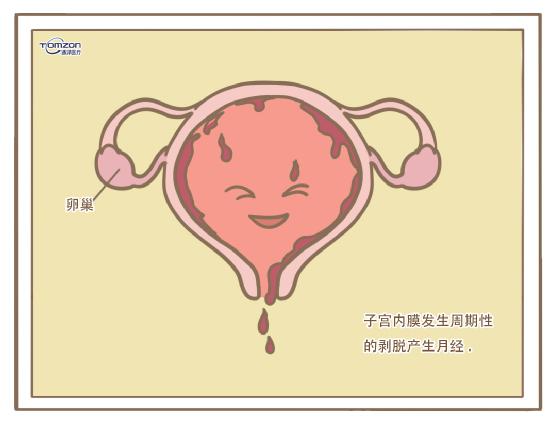 盆底康復(fù)治療儀 盆底康復(fù)治療儀可以保護女性私密領(lǐng)地的天然防線嗎？